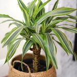 Dracaena fragrans