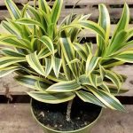 Dracaena Reflexa