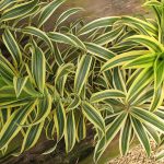 Dracaena Reflexa