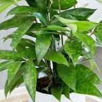 Dracaena Surculosa