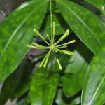 Dracaena Surculosa scapola