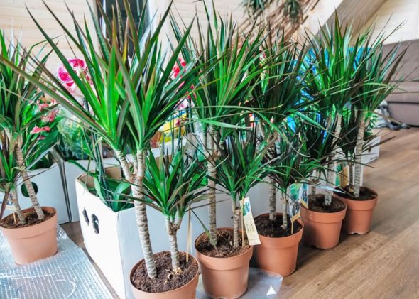 Dracaena nel negozio