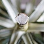 Sezione lavorata di dracena