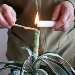 Elaborazione del sito di taglio della dracena