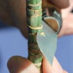 Potatura della Dracaena