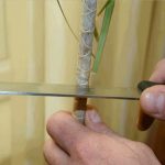 Potatura della Dracaena