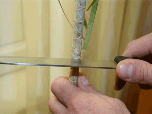 Potatura della Dracaena