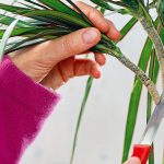 Potatura della Dracaena