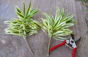 Potatura della Dracaena con le cesoie da giardino