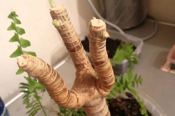 Potatura e modellatura di un cespuglio di dracaena