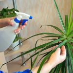 Spruzzare la dracena