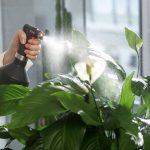 Spruzzare lo spathiphyllum