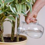 Annaffiare la dracena