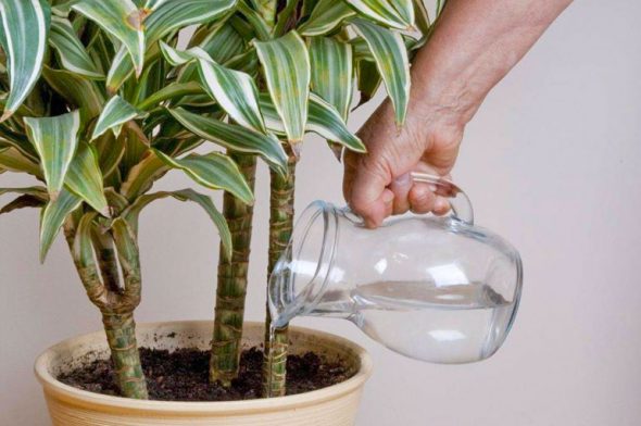 Annaffiare la dracena
