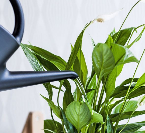 Annaffiare lo Spathiphyllum