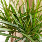 Pianta di Dracaena