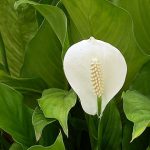 spathiphyllum wallisii