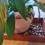 Spathiphyllum su uno strato di argilla espansa