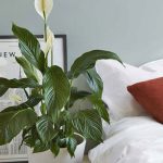 Spathiphyllum accanto al letto