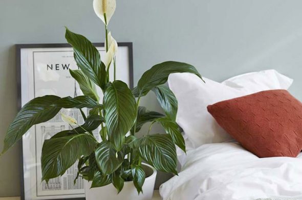 Spathiphyllum accanto al letto