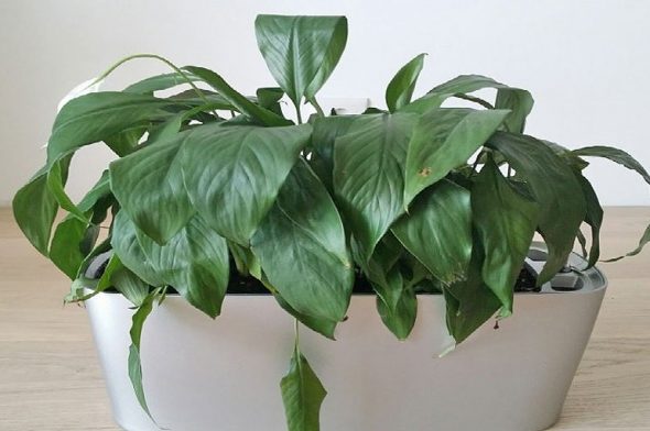 Lo Spathiphyllum sta appassendo