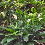 Spathiphyllum in natura