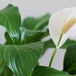 Spathiphyllum in buona forma