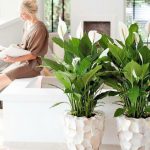 Spathiphyllum nella stanza