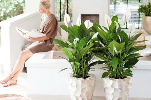 Spathiphyllum nella stanza