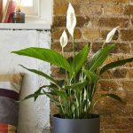Spathiphyllum nell'appartamento