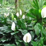 Spathiphyllum in natura
