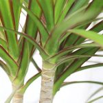 Tronco di Dracaena