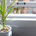 Luce per la dracena