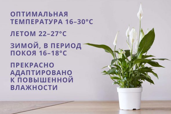 Temperatura e umidità per lo spathiphyllum