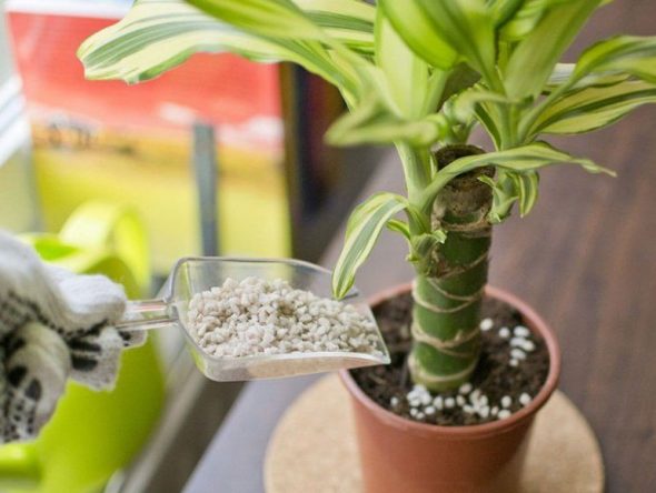 Fertilizzante per dracena