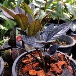 Zamioculcas purpurea