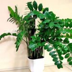 Zamioculcas Super Nova