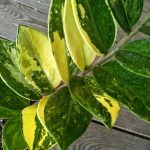 Zamioculcas variegata