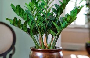 Zamioculcas Zamicro
