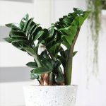 Zamioculcas Zenzi