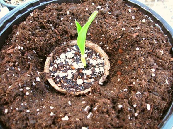 Piantine di Dracaena