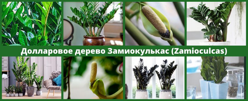 Zamioculcas dell'albero del dollaro