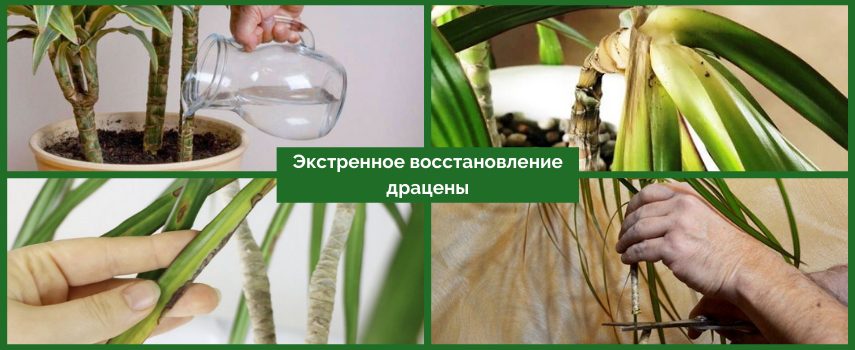 Salvare la Dracaena