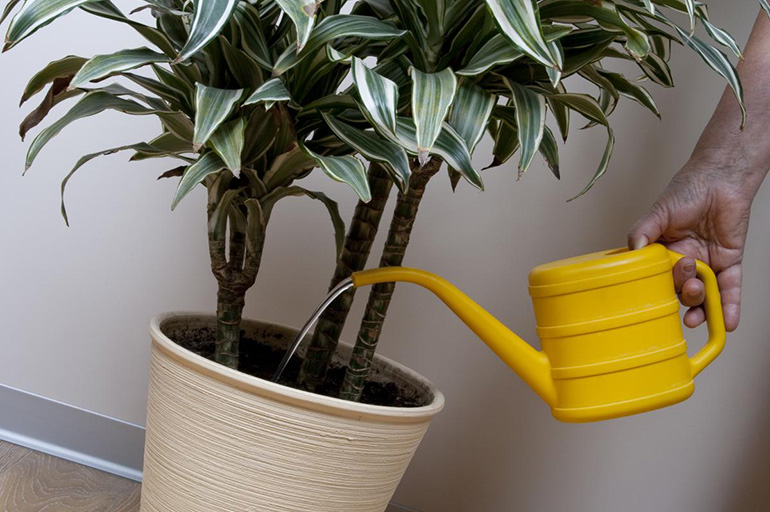 Dracaena